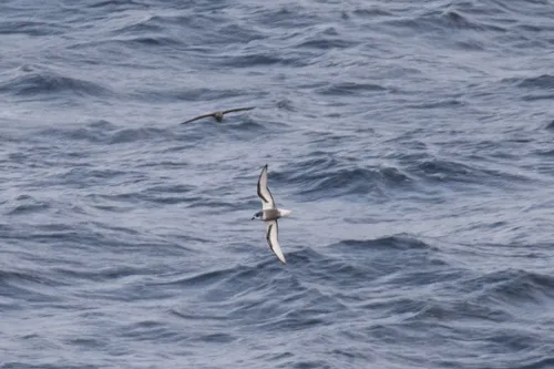 Mottled Petrel
