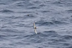 Mottled Petrel thumbnail 1