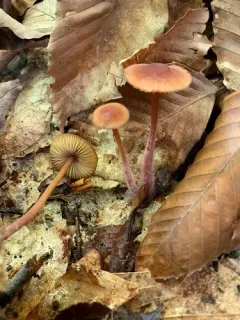 Mycena atkinsoniana thumbnail 4