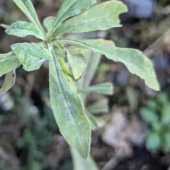 Golovinomyces asterum thumbnail 3