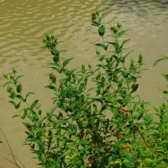 Great St. John's Wort thumbnail 1