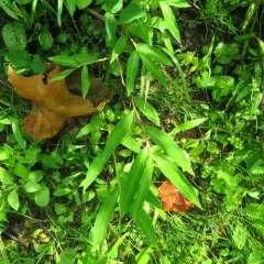 Japanese stiltgrass thumbnail 2