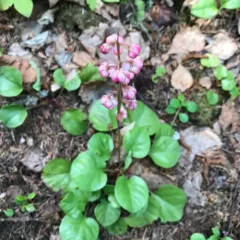 bog wintergreen thumbnail 3