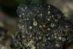 Ascobolus crenulatus thumbnail 3