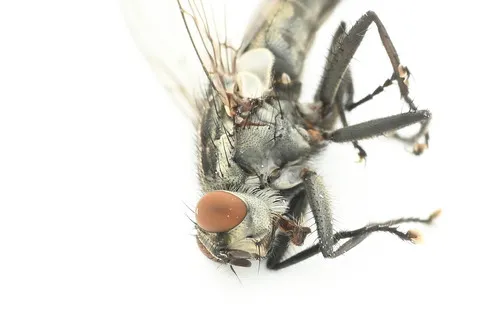 African Grey Flesh Fly