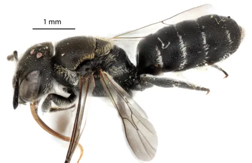 Chelostoma phaceliae
