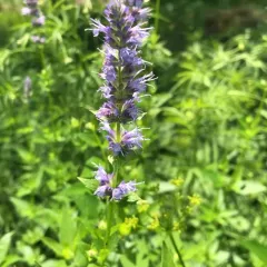 anise hyssop thumbnail 3