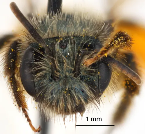 Andrena ablegata