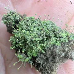 Sulphur Stubble Lichen thumbnail 4