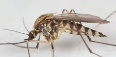 Aedes implicatus thumbnail 4