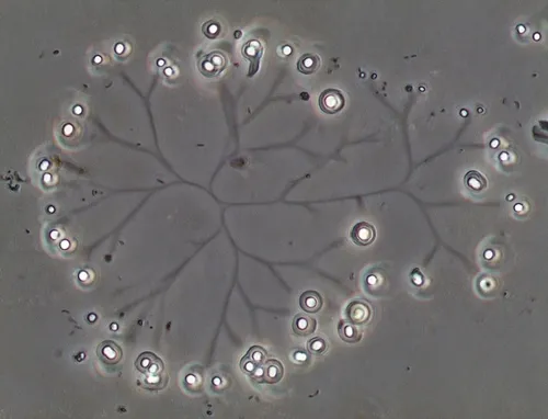 Snowella litoralis