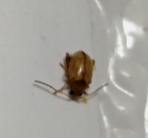 Longitarsus pratensis