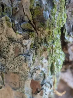 Canary Whiskers thumbnail 4