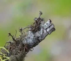 Tufted Foxtail Lichen thumbnail 1