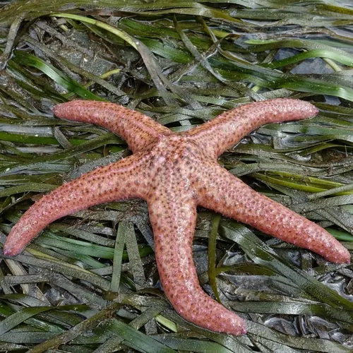Giant Pink Sea Star
