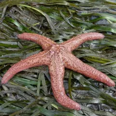 Giant Pink Sea Star thumbnail 1