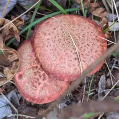 Suillus spectabilis thumbnail 4
