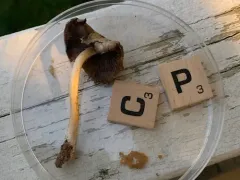 Psathyrella huronensis thumbnail 2