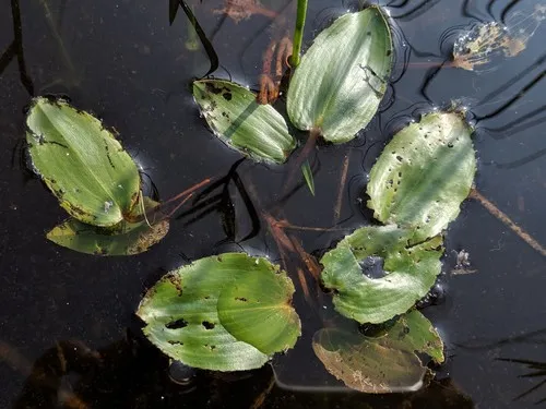 Spotted Pondweed