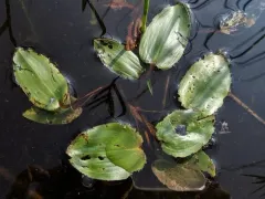 Spotted Pondweed thumbnail 1