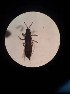 Western Flower Thrips thumbnail 3