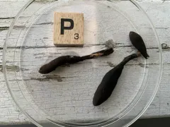 Xylaria ellisii thumbnail 2