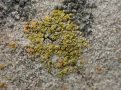Flavoplaca flavocitrina thumbnail 2