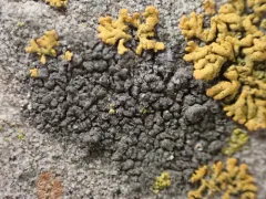 Bischoff's Rinodina Lichen thumbnail 2