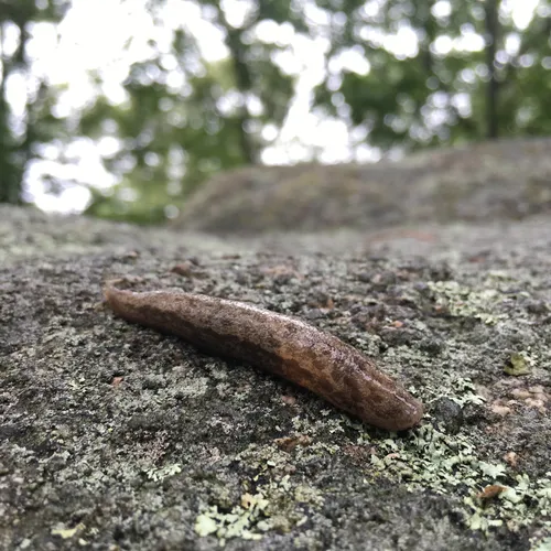 Changeable Mantleslug