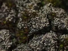 Cactus Lichen thumbnail 2