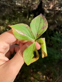 Caloptilia canadensisella thumbnail 1