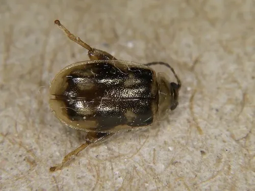 Capraita scalaris