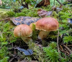 Cystinarius rubiginosus thumbnail 4