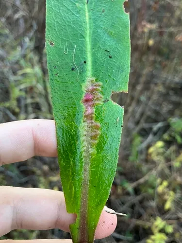 Phytomyza palustris