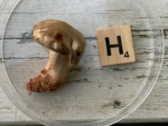Lactarius pseudoflexuosus thumbnail 4