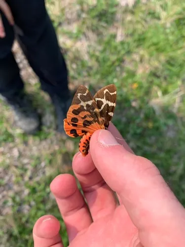 Opulent Tiger Moth