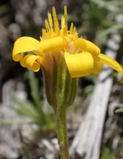 Yukon Goldenweed thumbnail 4