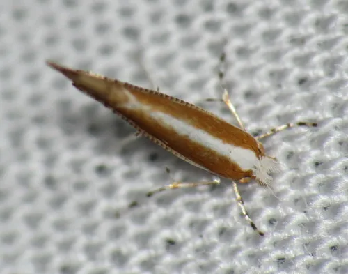 Conglomerate Oak Leafminer Moth