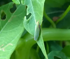 Draeculacephala antica thumbnail 2