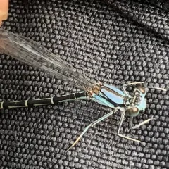 Blue-tipped Dancer thumbnail 2