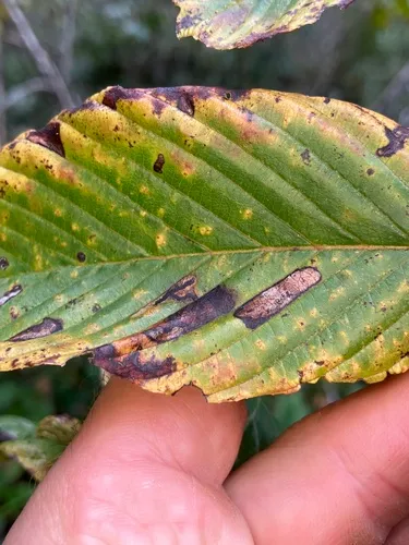 Apophthisis congregata