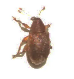 Lignyodes fraxini thumbnail 4