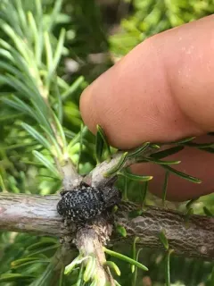 Couper Collar Weevil thumbnail 1