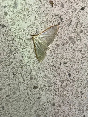 Four-spotted Palpita Moth