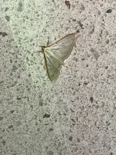 Four-spotted Palpita Moth thumbnail 1