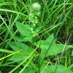 great blue lobelia thumbnail 1