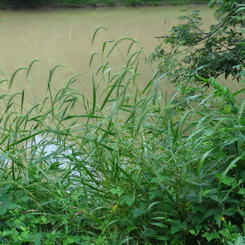 river wild rye