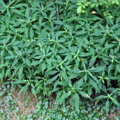 crookedstem aster thumbnail 2