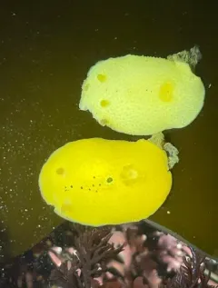 Cooper's Aldisa thumbnail 2
