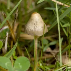Liberty Cap thumbnail 3